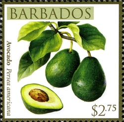 Barbados Local Fruits - Avocado