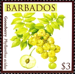 Barbados Local Fruits - Gooseberries