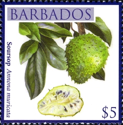 Barbados Local Fruits - Soursop