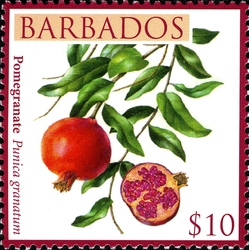 Barbados Local Fruits - Pomegranate