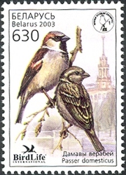 Bird of the Year - House Sparrow (Passer domesticus)