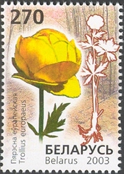 Flowers of Belarus listed in the Red Book - Globeflower (Trollius europaeus)