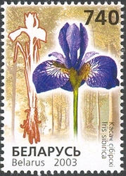 Flowers of Belarus listed in the Red Book - Siberian Irises (Iris siberica)