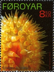 Sea Anemones