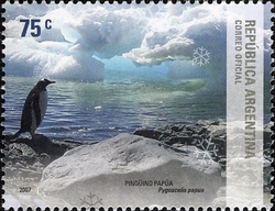 Argentine Antarctica - Gentoo Penguin