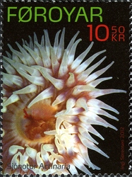 Sea Anemones