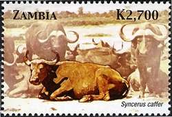 Animals of Zambia and Africa - Syncerus caffer