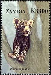 Animals of Zambia and Africa - Panthera pardus