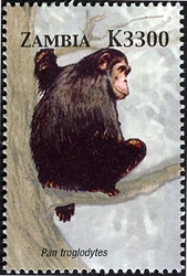 Stamp, Animals of Zambia and Africa - Pan troglodytes, Zambia,  