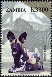 Animals of Zambia and Africa - Lycaon pictus