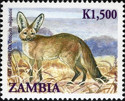 Animals of Zambia - Bat-eared Fox