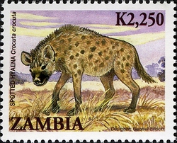 Animals of Zambia - Spotted Hyena