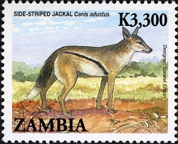 Animals of Zambia - Side-striped Jackal
