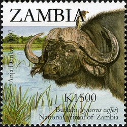 2nd SAPOA Joint issue - Buffalo