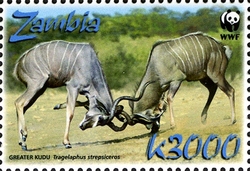 WWF - Greater Kudu