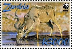 WWF - Greater Kudu