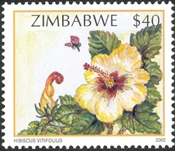 Wildflowers of Zimbabwe Series 2 - Vine-leaved Hibiscus (Hibiscus vitifolius)