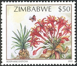 Wildflowers of Zimbabwe Series 2 - Tumble-weed (Boophane disticha)