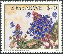 Wildflowers of Zimbabwe Series 2 - Prickly salvia (Pycnostachiss urticifolia)