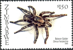 Spiders of Southern Africa - Baboon spider (Genus Harpactira)
