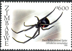 Spiders of Southern Africa - Black Button (Lactrodectus renivulvatus)