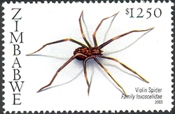 Spiders of Southern Africa - Violin spider (Family loxoscelidae)
