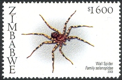 Spiders of Southern Africa - Wall spider (Family selenopidae)