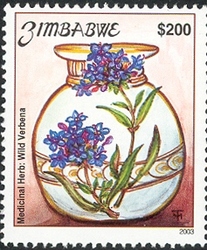 Endangered Medicinal Herbs - Pentanisia Schweinfurthii - Wild Verbena