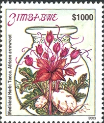 Endangered Medicinal Herbs - Tacca Leontopetaloides - African Arrowroot