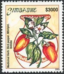 Endangered Medicinal Herbs - Capsicum annum - Chili. Bird pepper