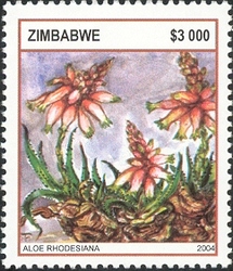 Aloes - Aloe rhodesiana