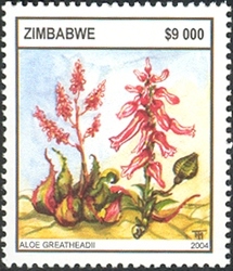 Aloes - Aloe greatheadii