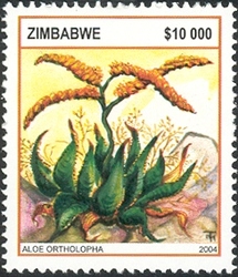 Aloes - Aloe ortholopha
