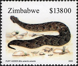 Snakes - Puff Adder