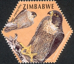Stamp, First SAPOA Joint issue - Peregrine Falcon, Zimbabwe,  