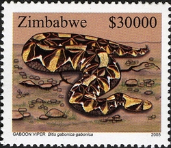 Snakes - Gaboon Viper