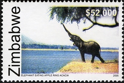 World Heritage Sites - Elephant eating Apple Ring Acacia