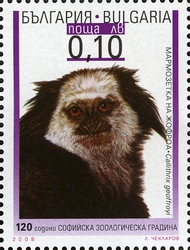 Stamp, 120th Anniversary of Sofia Zoogarden - Callithrix geoffroyi, Bulgaria,  