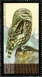 Fauna - Night Birds of Prey - Athene noctua