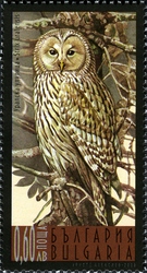 Fauna - Night Birds of Prey - Strix uralensis