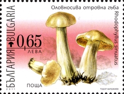 Flora - Poisonous Mushrooms - Rhodophyllus sinuatus