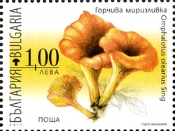 Flora - Poisonous Mushrooms - Omaphalotus olearis Sing