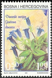 Flowers - Dinaric Encian (Gentiana dinaric G. Beck)