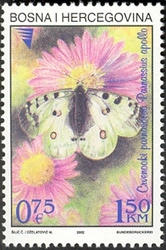 Butterflies - Red-eyed Parnassian (Parnassius Apollo)