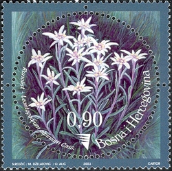 Endemic species - Edelweiss (Leontopodium alpinum Cass.)
