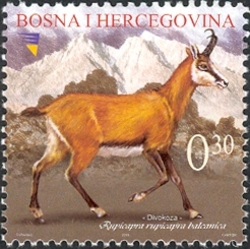 Chamois
