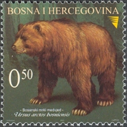 Bosnian Bear