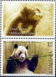 Giant Panda (Ailuropoda melanoleuca)