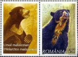 Spectacled Bear (Tremarctos ornatus)