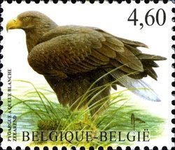 White-tailed Eagle (Haliaeetus albicilla)